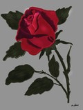 by Ana Maria Schöenell Czamanski