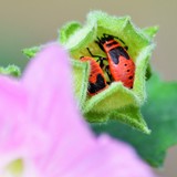 by Marie josé LAURIER