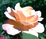 by Zoe Elizabeth Tuttlebee