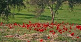 by Nira Dabush