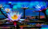 by Melody Koert