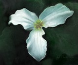 by Lynne Chrapliwy