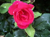 by CS  Moring