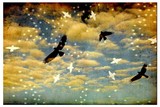 by Linda Plaisted