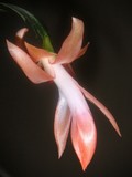 by Lucyna A. M. Green