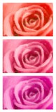 by Tony Harrison