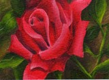 by Debbie Shirley