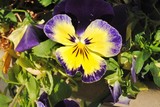 by Debra Kott