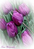 by Jill Davis