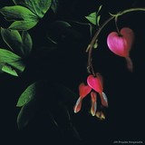 by Brigetta Margarietta