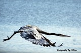 by Marge Loyd