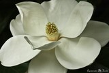 by Tricia  Wenzel