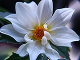 by Carol J. Hicks