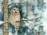 by Asheley Kapelewski