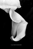 by Scott  Alexander Jack