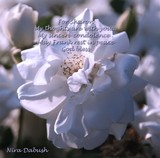 by Nira Dabush