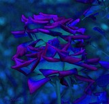 by Nira Dabush