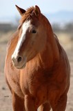by CowGirlZen Artworks