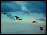 by DEE JOBES PHOTOGRAPHY