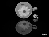 by Vilma Rohena