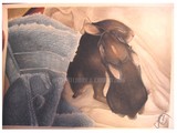 by Courtenay  Cannon 