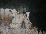 by Erica Broadbent