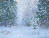 by kozhin simon