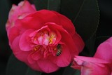 by Debra Kott