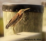 by Marge Loyd