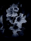 by Mircea Bell