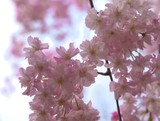 by Yuka Kato