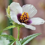 by Marie josé LAURIER