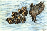 by Gayle Taylor