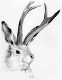 by Carly Todd