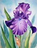 by Tanya Antimirova