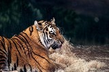 by Matt Steffen