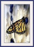 by Marilyn Servais
