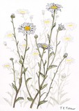 by Jane Tutchener