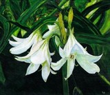 by Liz Robinson