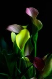 by Greg Summers
