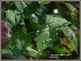 by Heli Aarniranta