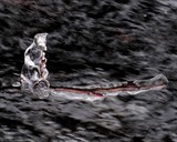 by Tom Bredesen