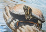 by Rosanna DeShetler