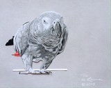 by Pio de Lima