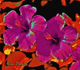 by Nira Dabush