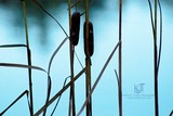by Kimberly Tilley