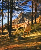 by Laurie Brookes