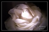 by DEE JOBES PHOTOGRAPHY