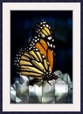 by Marilyn Servais