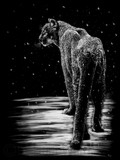 by Heather Ward